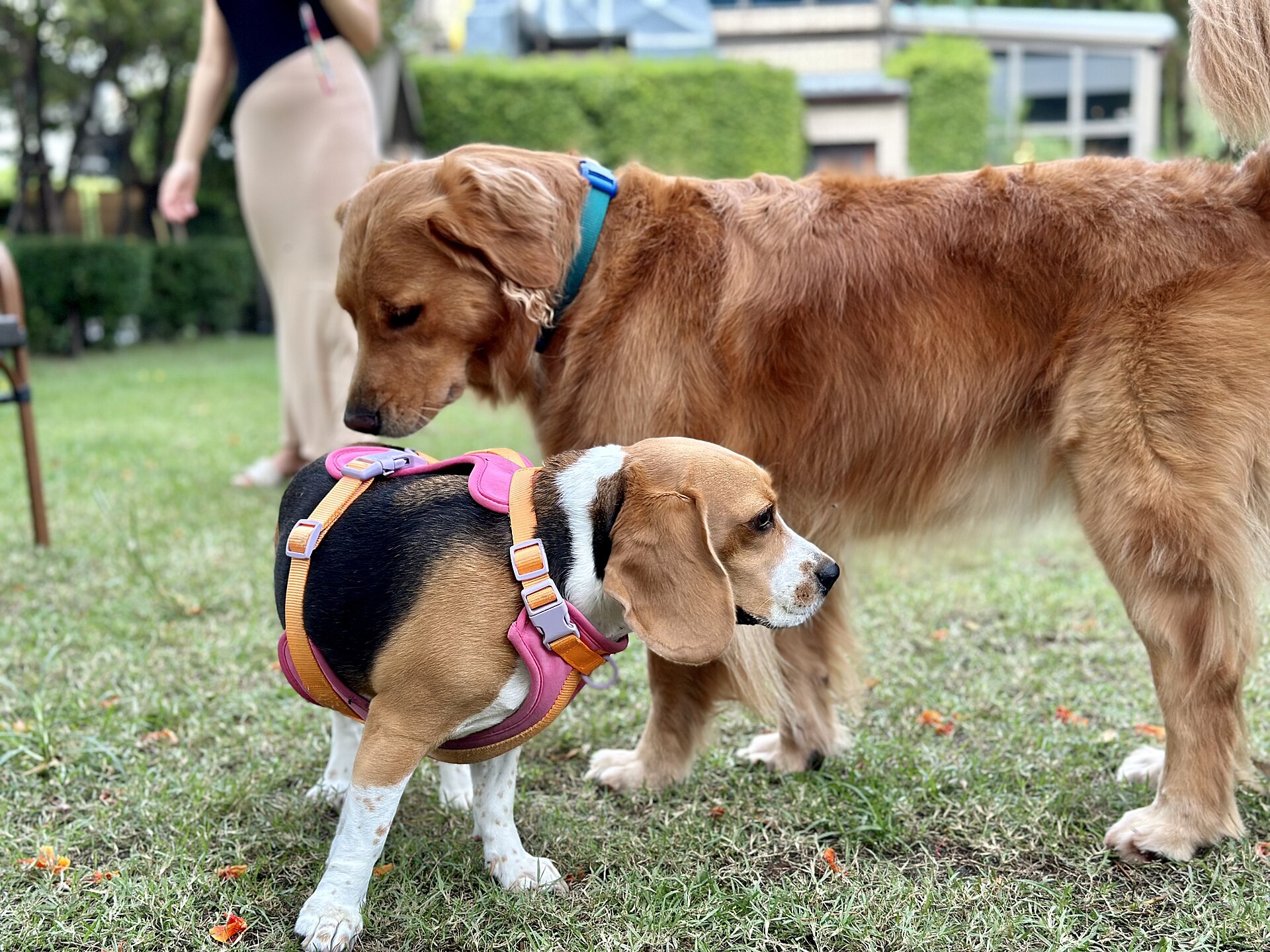 A golden retriever sniffing a beagle at a dog park