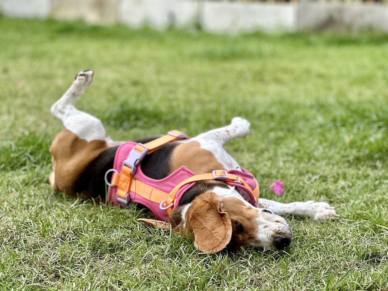 A beagle rolling in grass outdoors