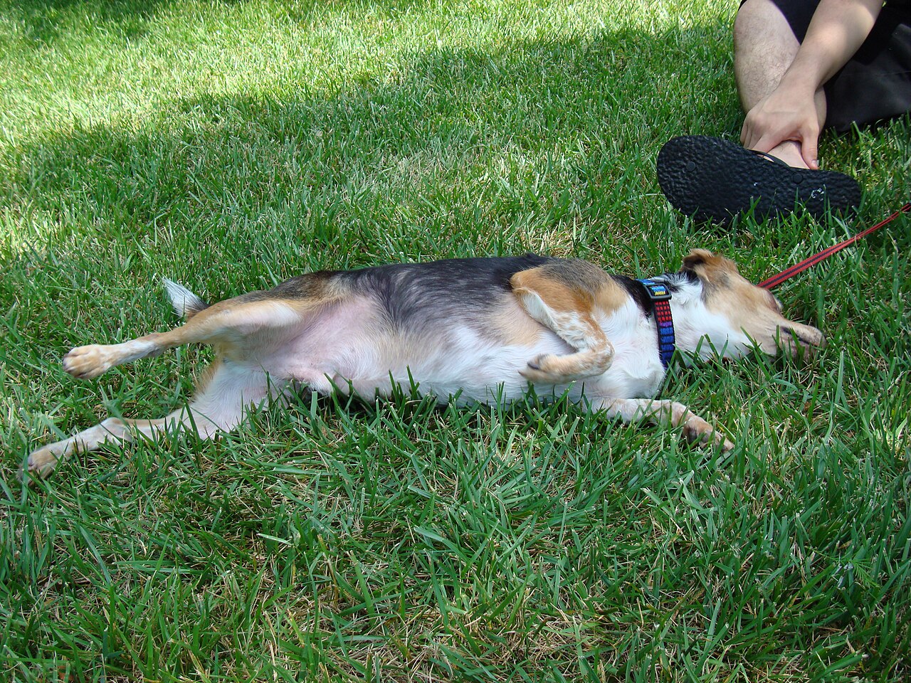 A beagle rolling on its back in the grass