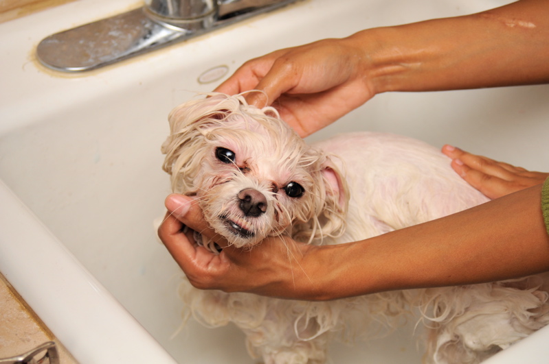 A dog being washed in a bathtub after rolling in something foul