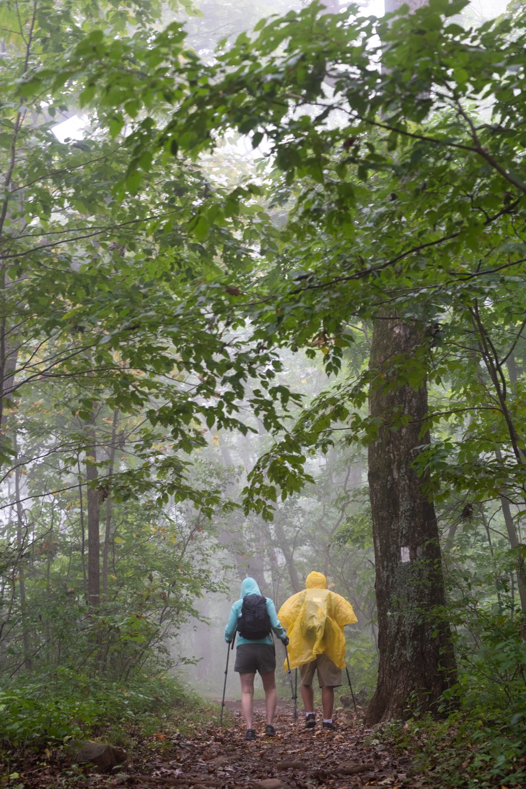 Hikers in rain gear walk a wet trail in the rain