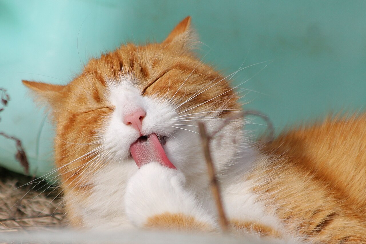 A long-haired cat grooming itself, licking its paw clean