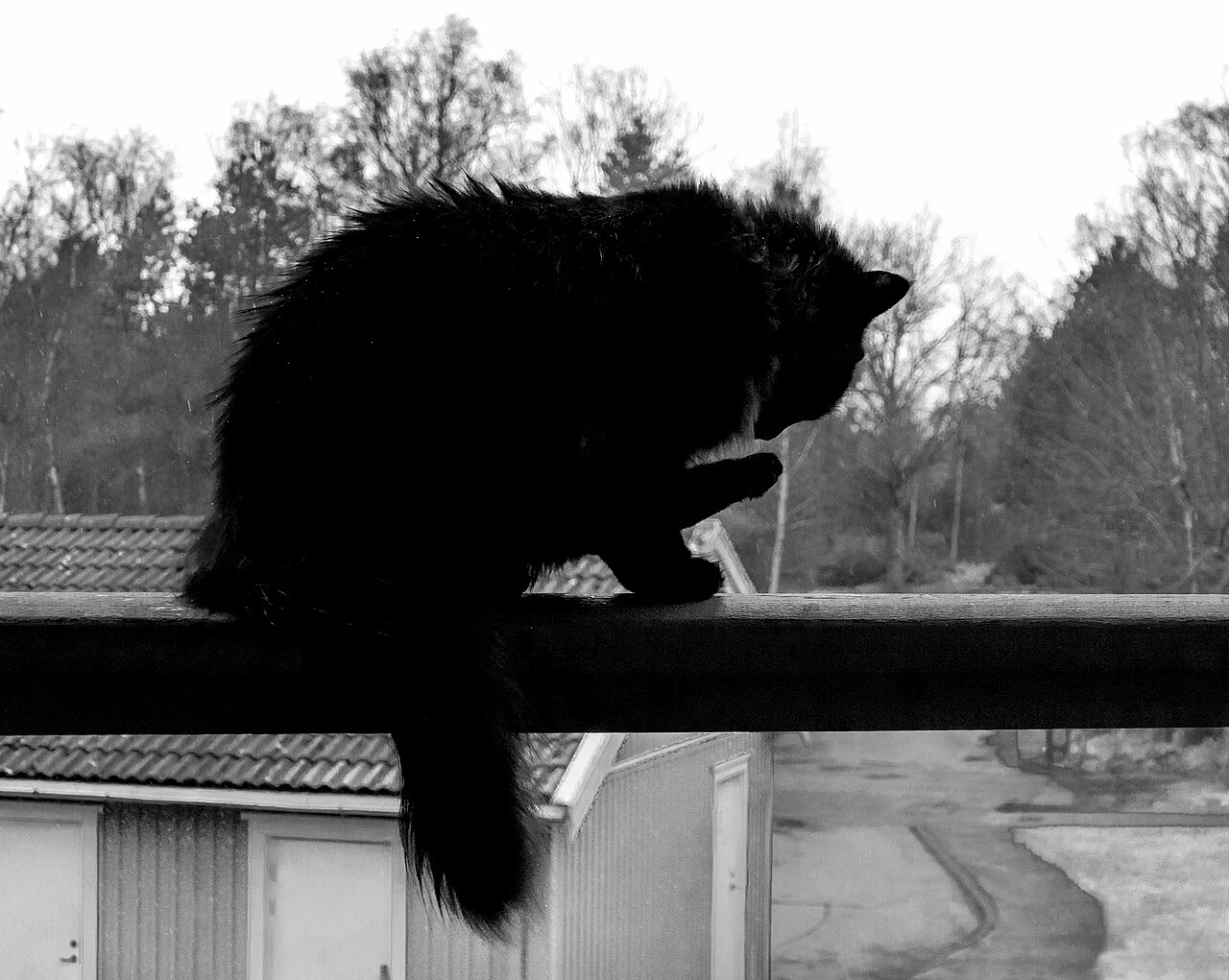 A dark long-haired cat with a dense coat that needs regular brushing