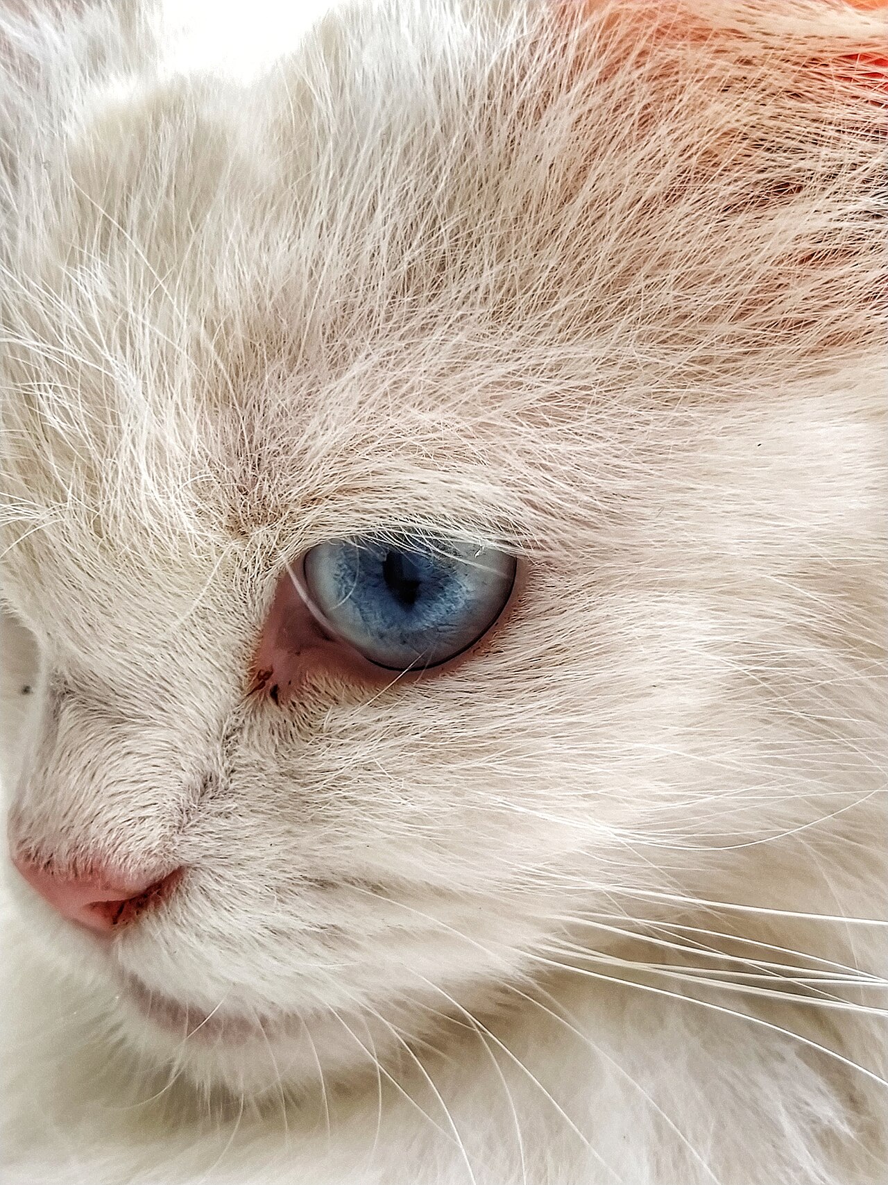 A Persian cat, one of the breeds prone to matting