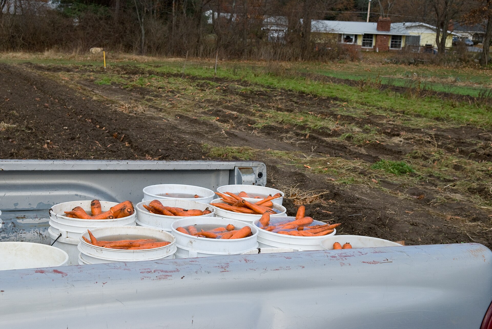 Buckets of freshly harvested carrots sitting in a truck bed beside a field