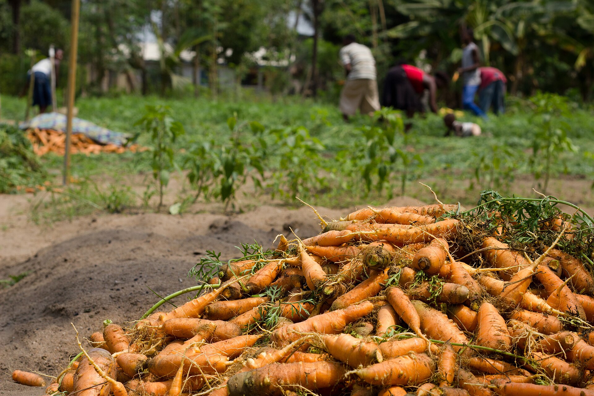 A pile of freshly dug carrots with gardeners working in the background