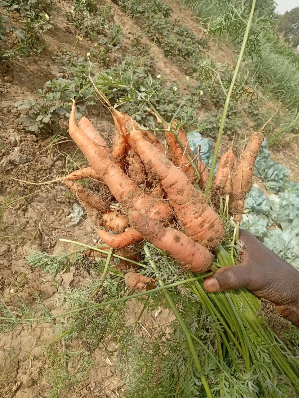 A hand holding a bunch of freshly pulled carrots, some crooked from garden soil