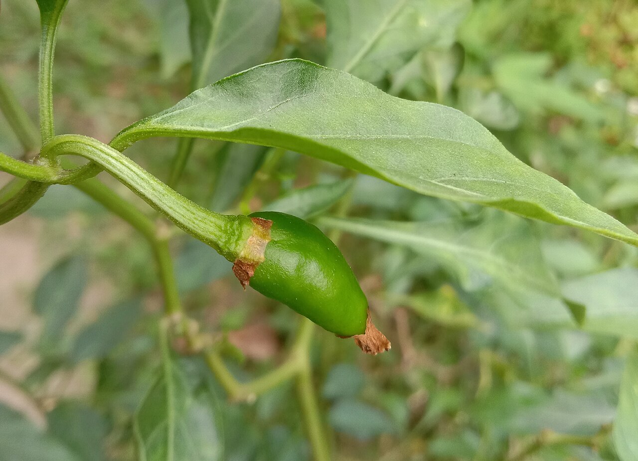 A young green chilli growing on the plant