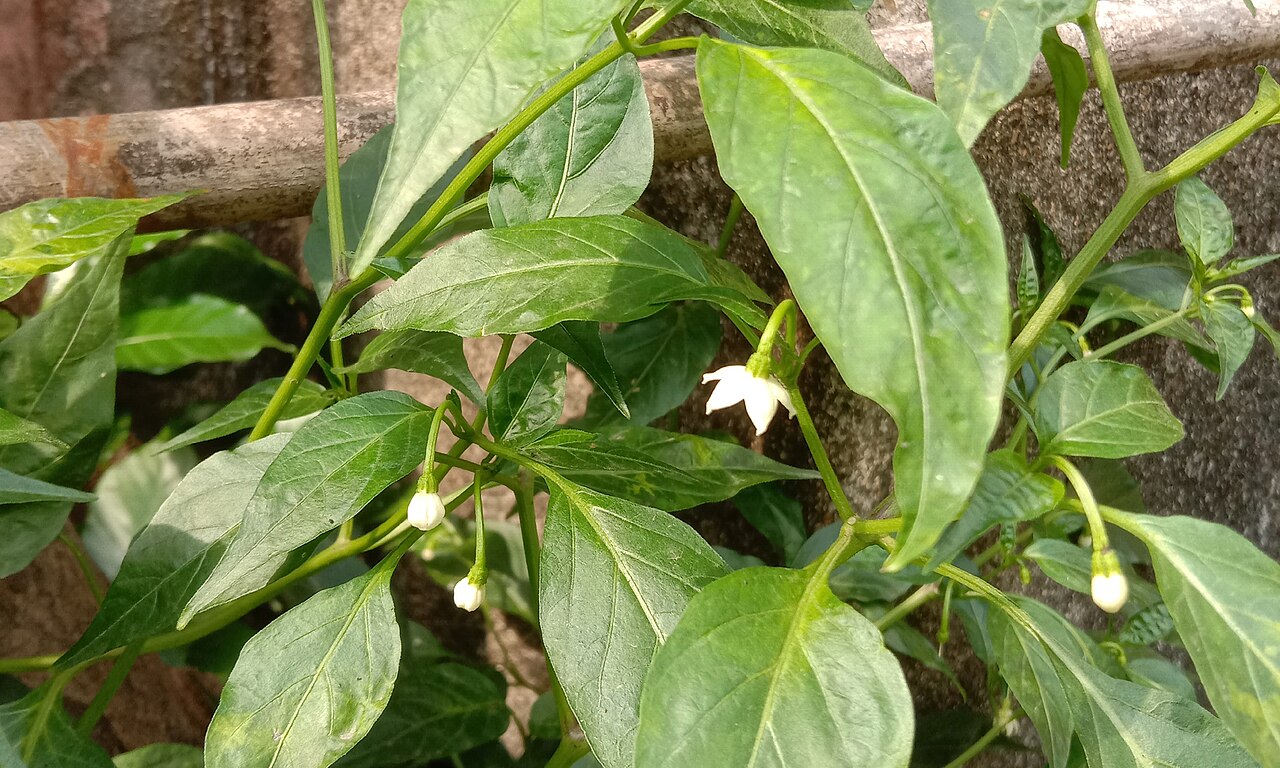 White chilli flowers and buds on a leafy plant