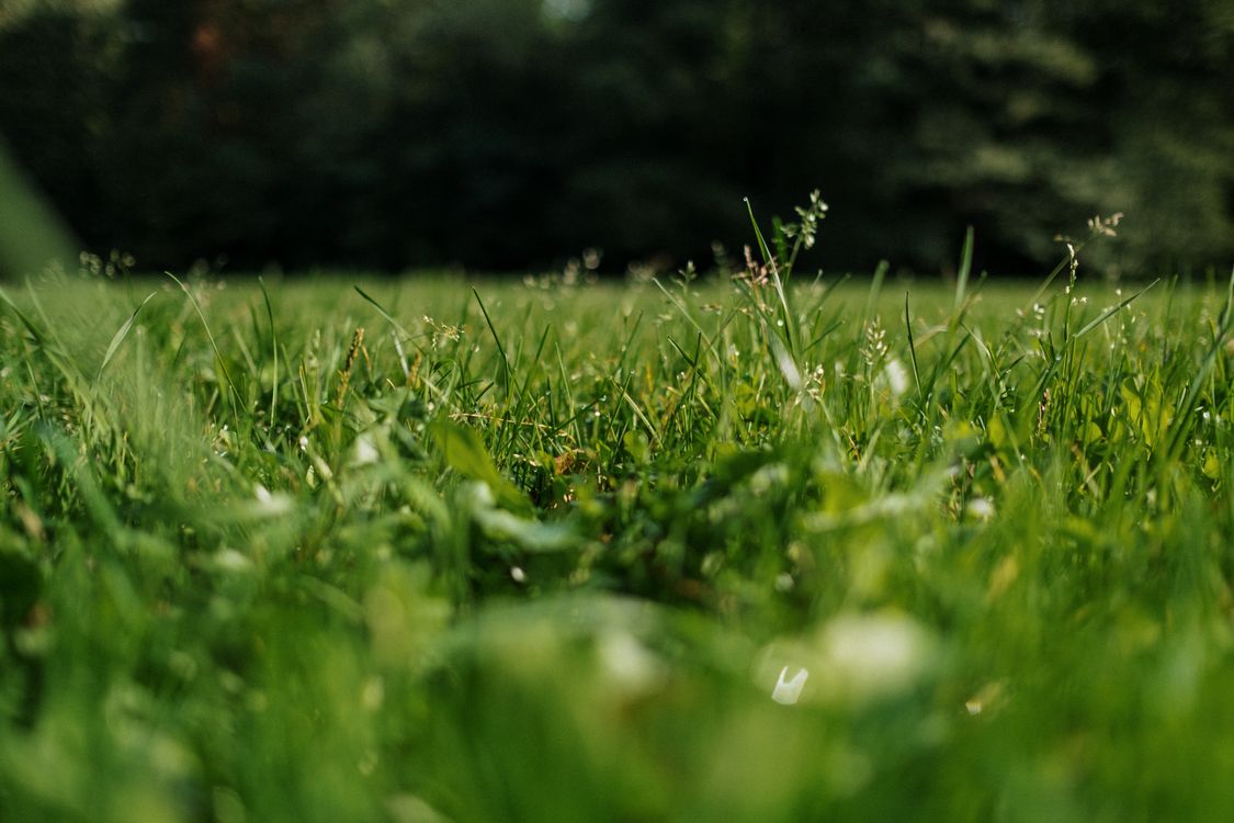 A green lawn with healthy grass