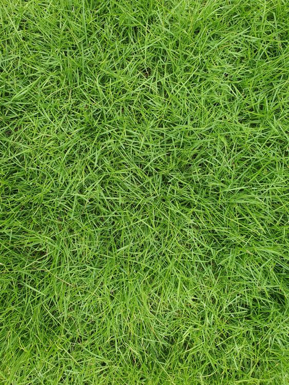 Dense green grass seen from above