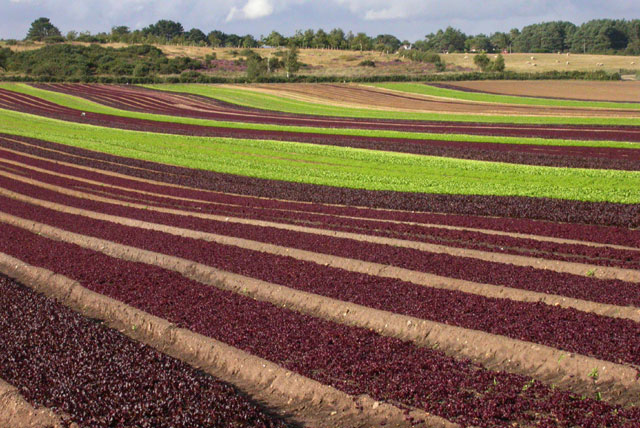 Rows of green and red lettuce growing in a field
