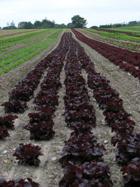 Rows of red lettuce growing in a field