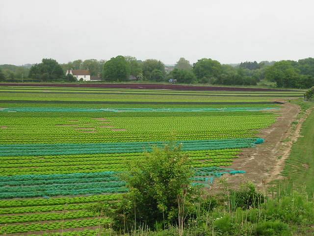 A wide lettuce field with rows of green lettuce