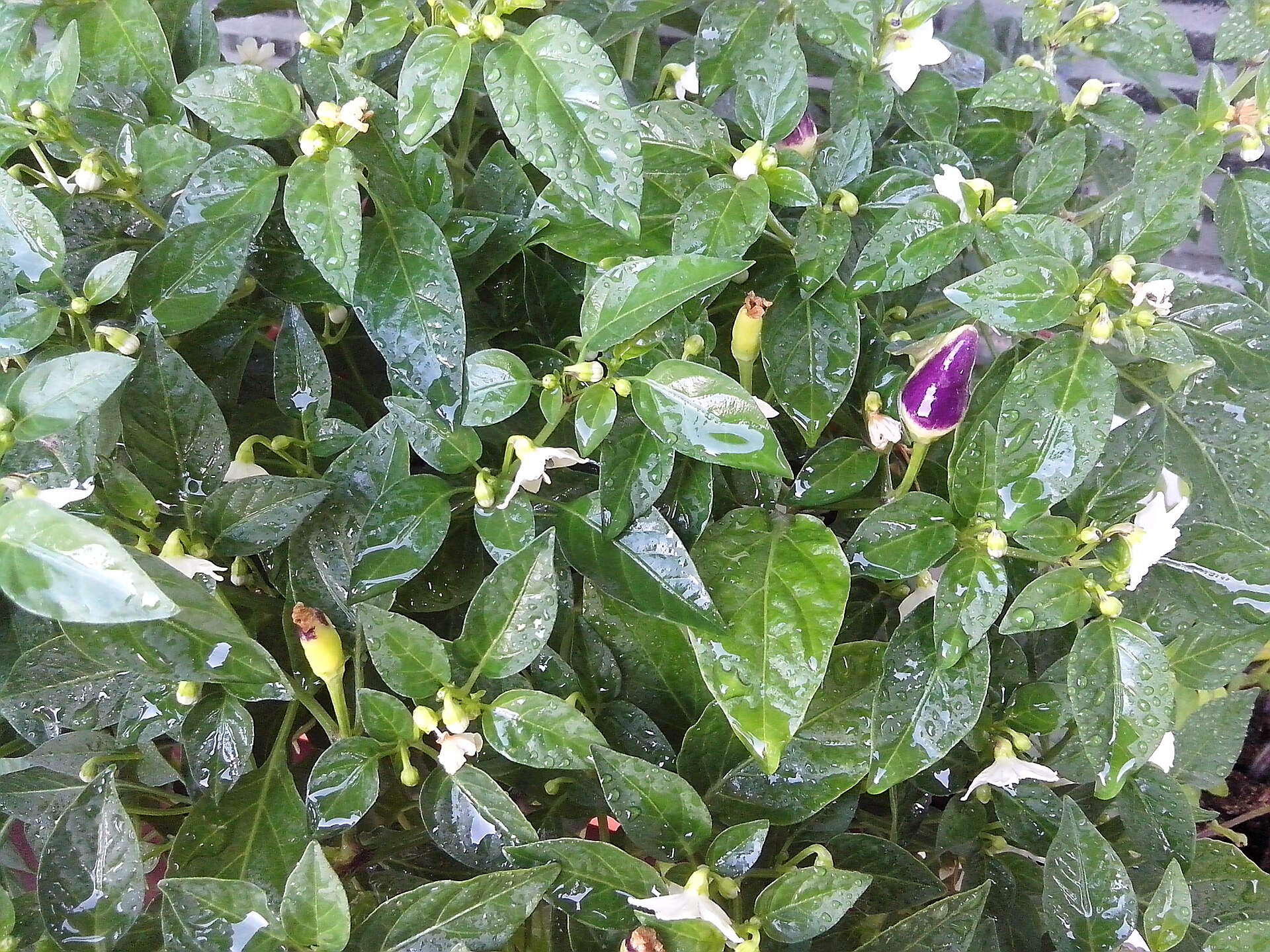A chili plant with a pepper growing on it