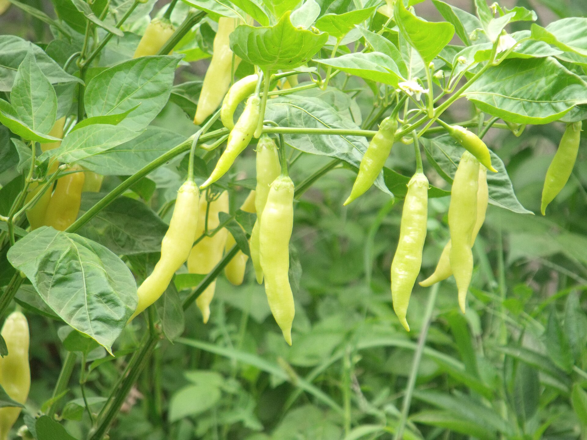 A chili pepper in Chuchiñi