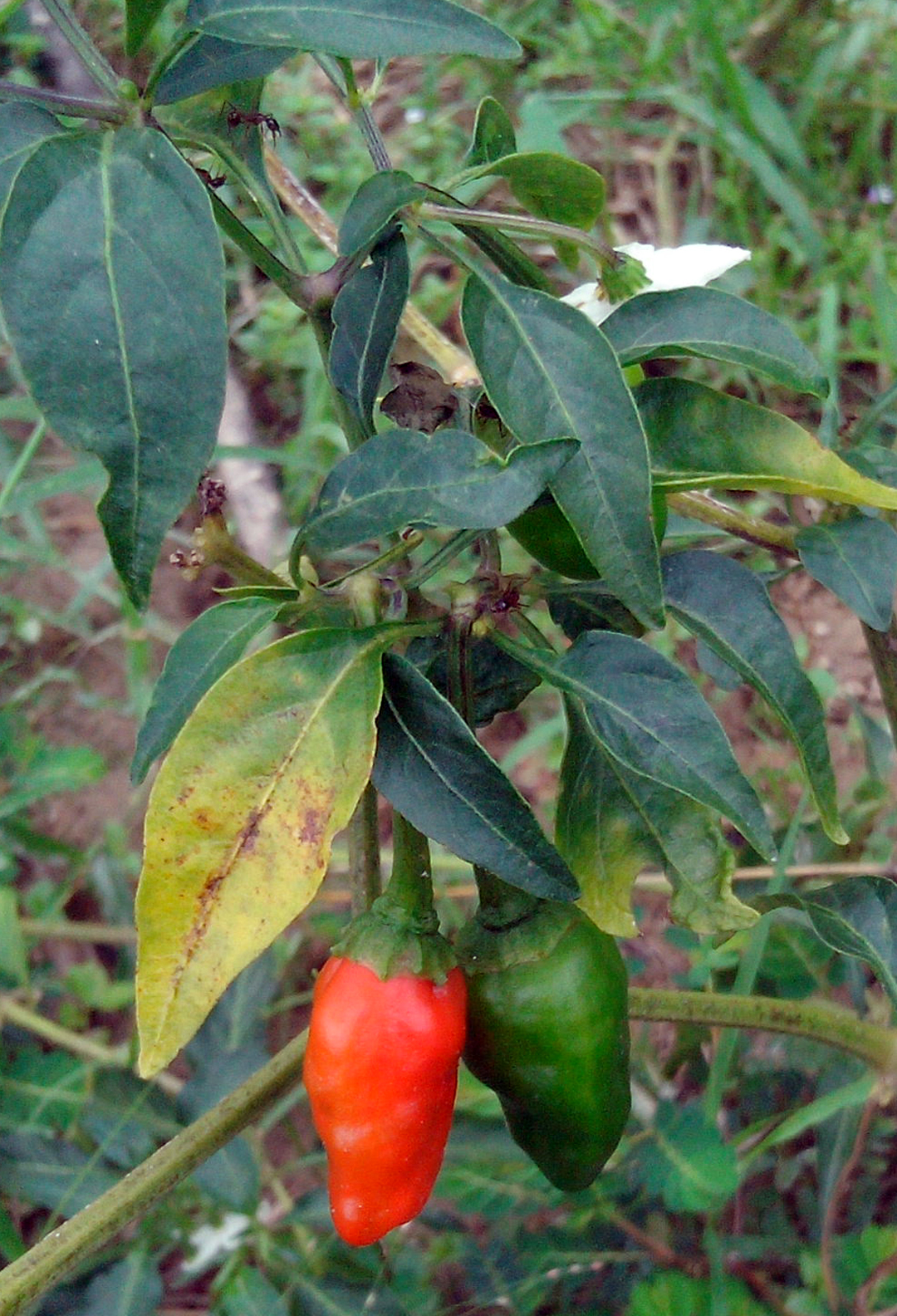 A chili pepper plant with fruits in Rajbiraj, Saptari, Nepal