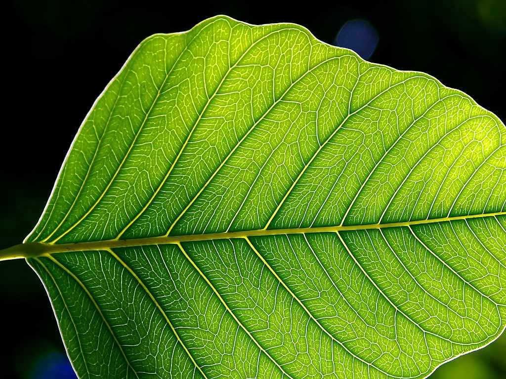 A green leaf backlit by sunlight, showing its vein pattern