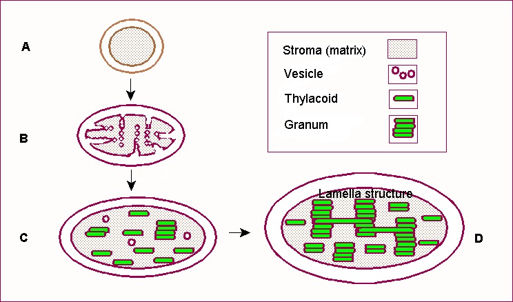 A diagram showing the stages of chloroplast development