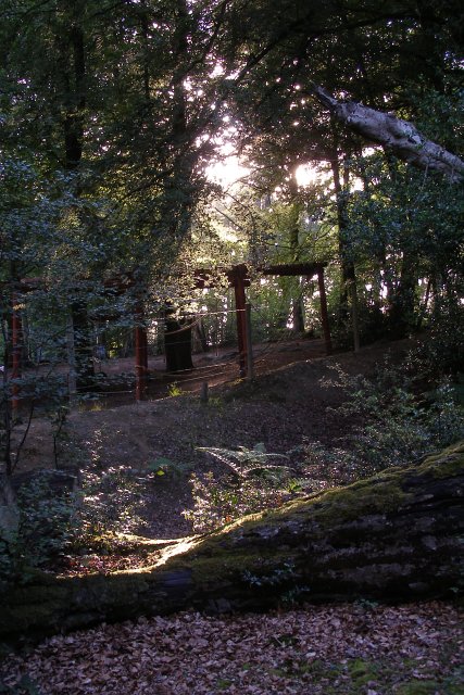 Evening sunlight filtering through trees in a forest