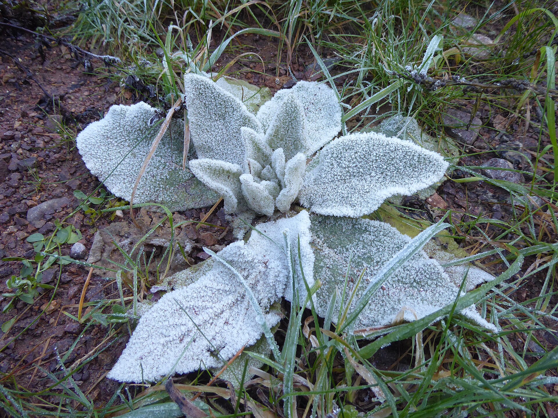 Frost coating plant leaves