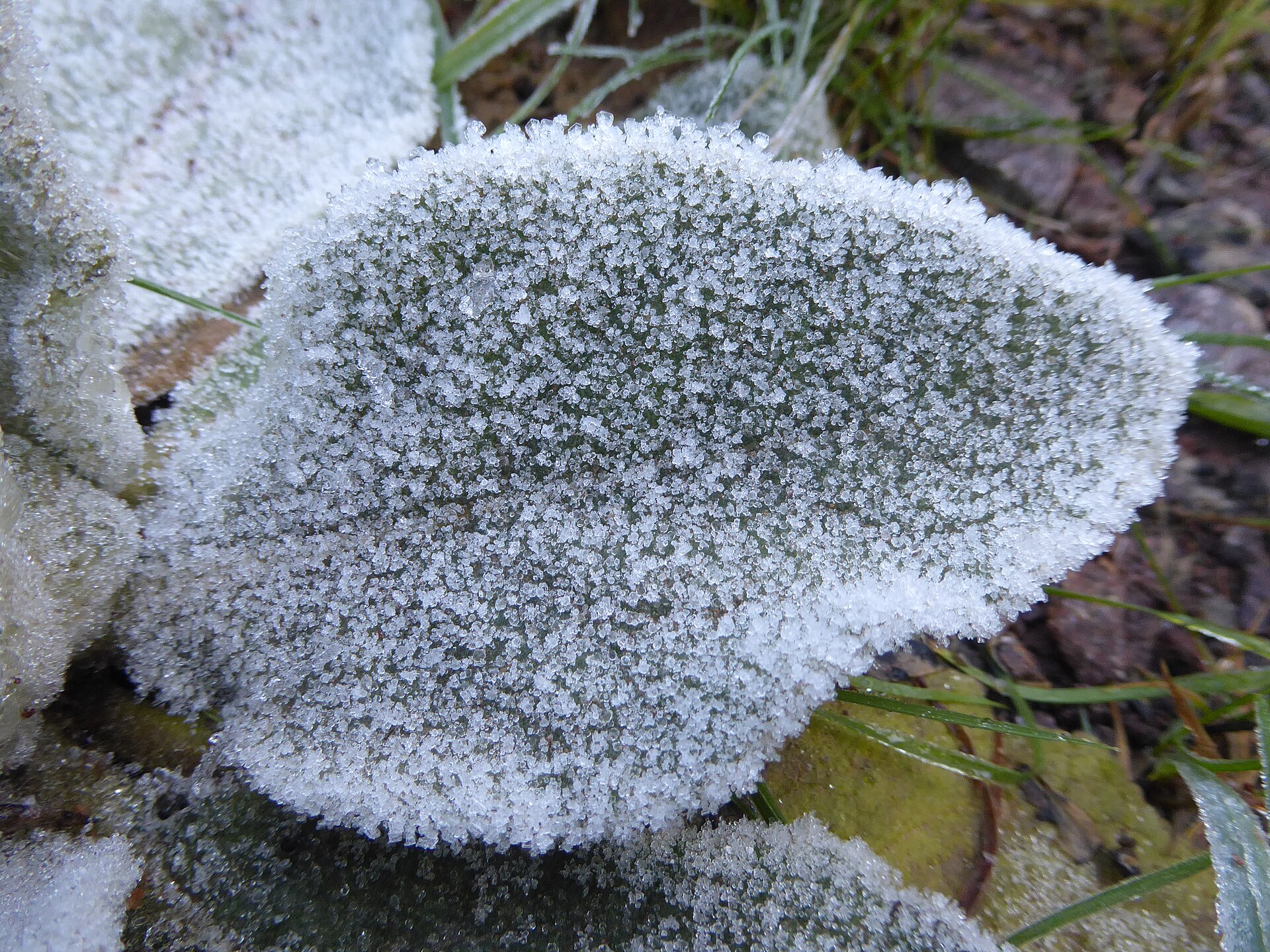 Frost on garden plants