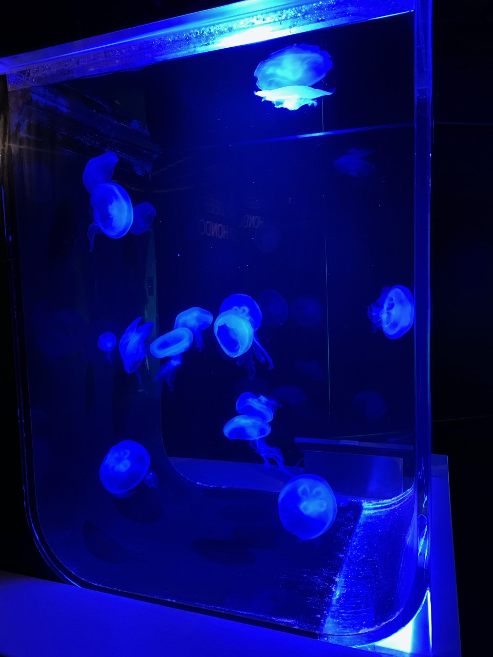 Jellyfish glowing blue under aquarium lighting