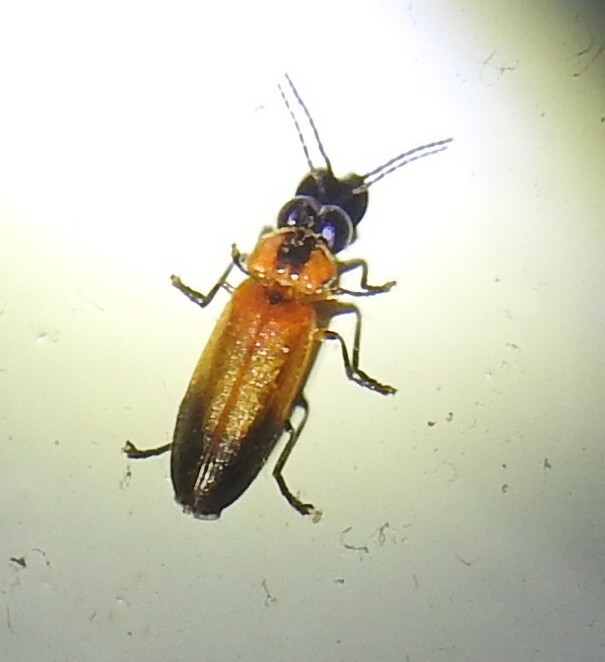 A firefly insect with visible glow organs