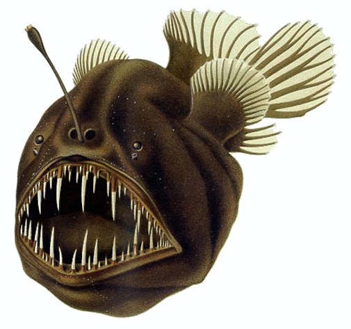 Illustration of a humpback anglerfish with its glowing lure