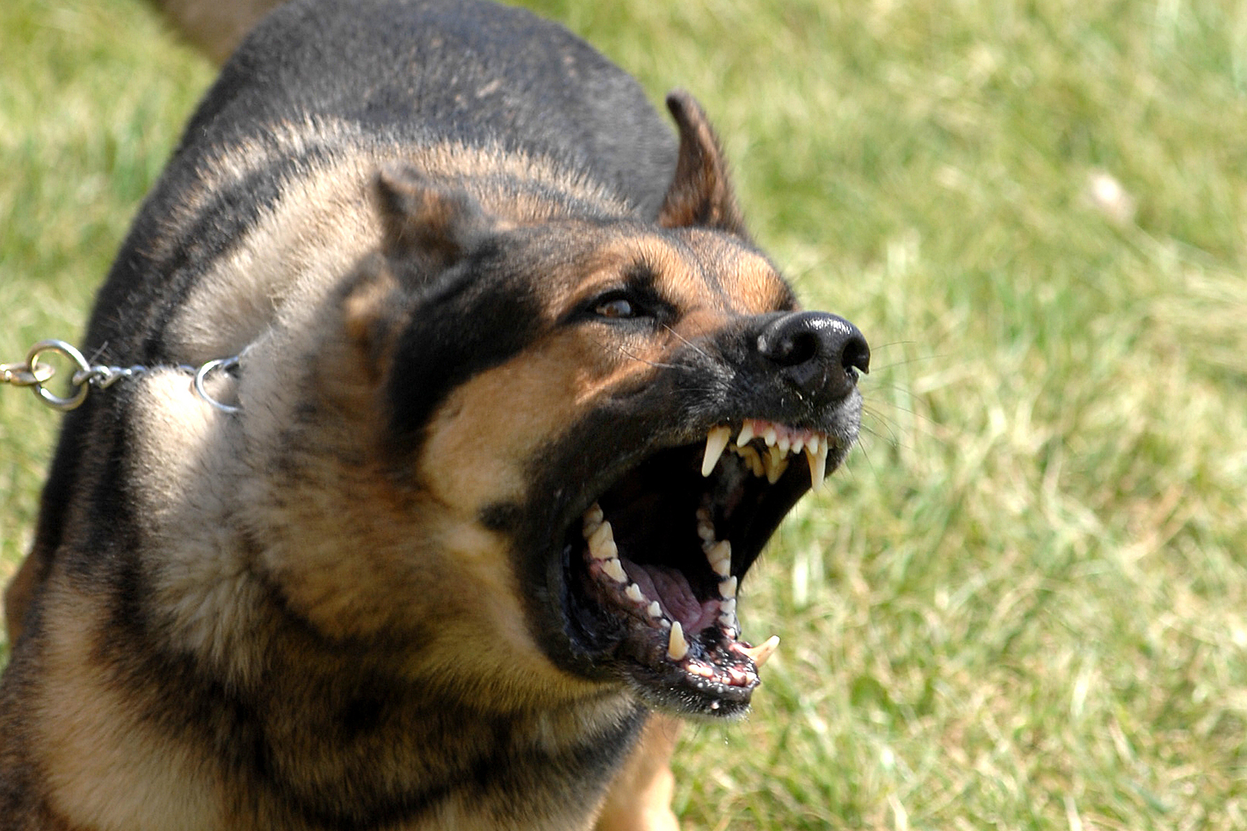 A German Shepherd barking with its mouth open and teeth showing