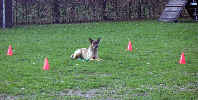 A dog holding a down position inside a marked square during an obedience exercise
