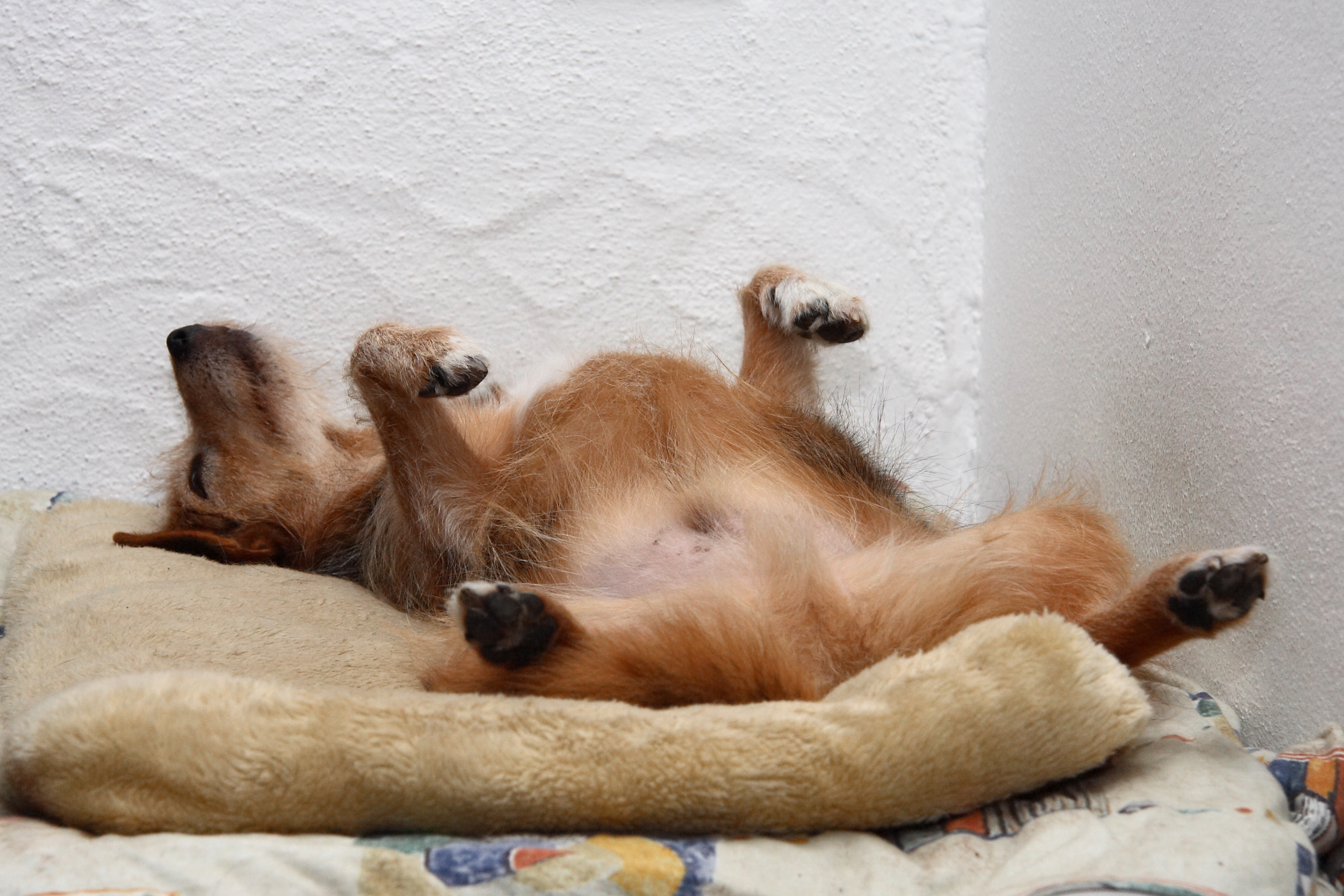 A small dog sleeping on its back on a cushion