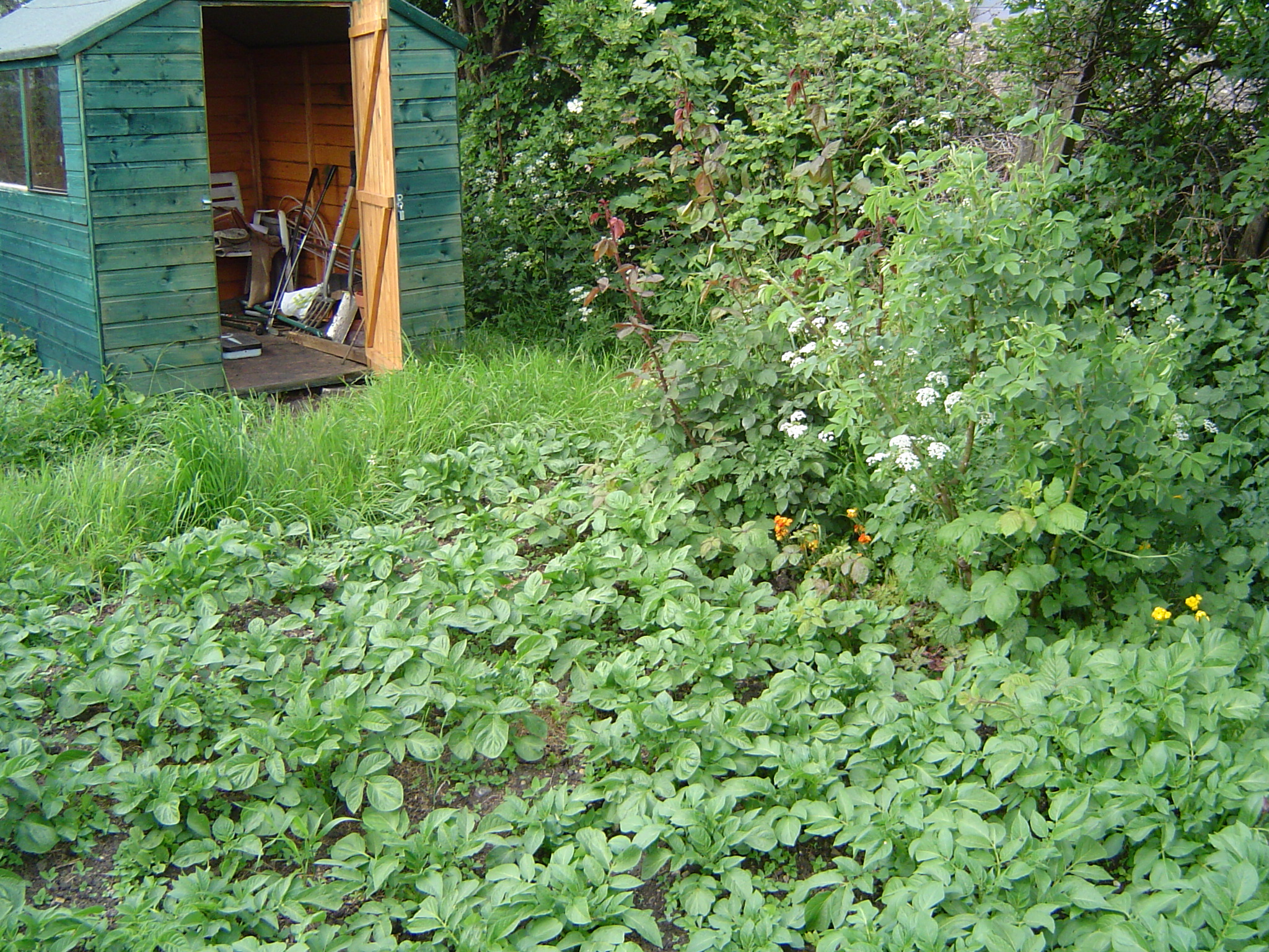 Green potato plants growing in a garden bed beside a shed