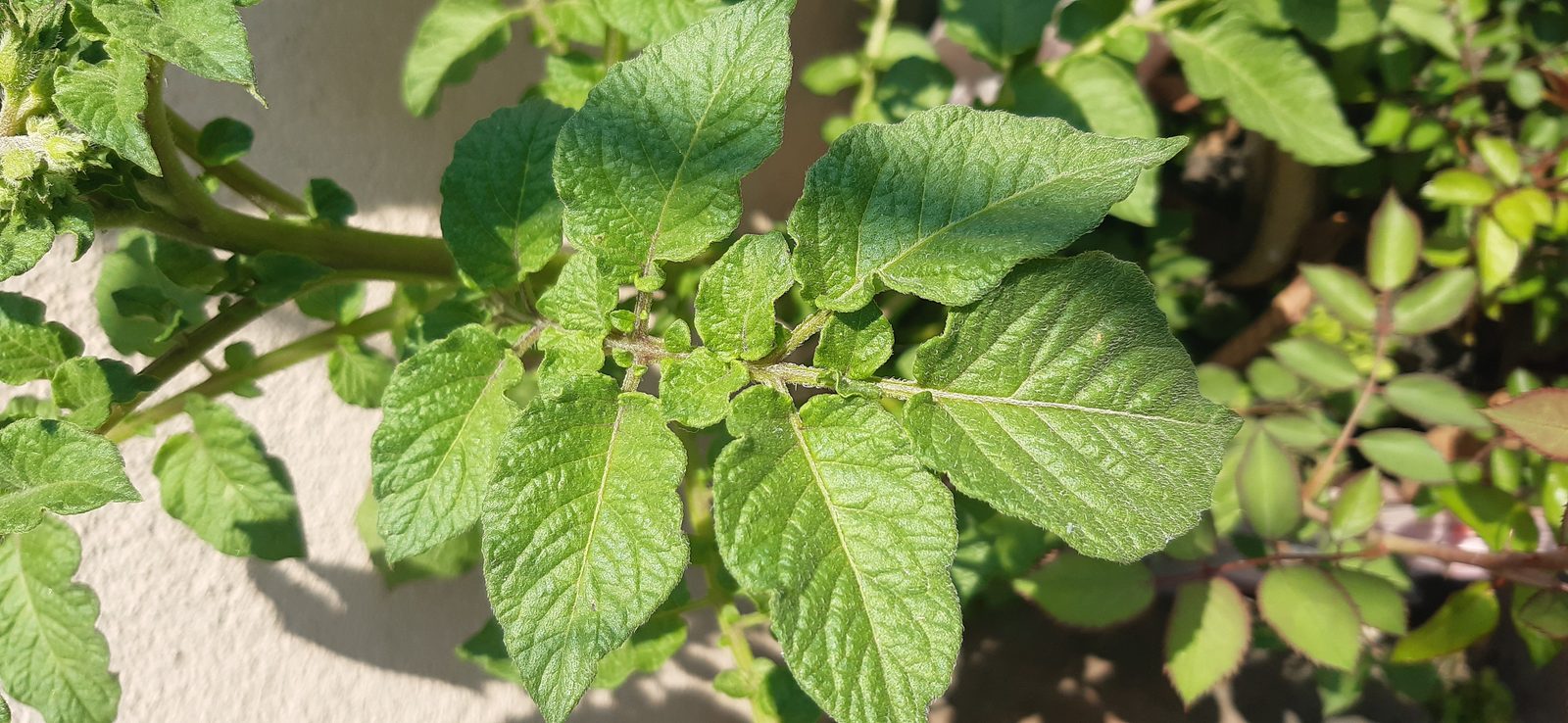 Tomato plant leaves in a garden bed