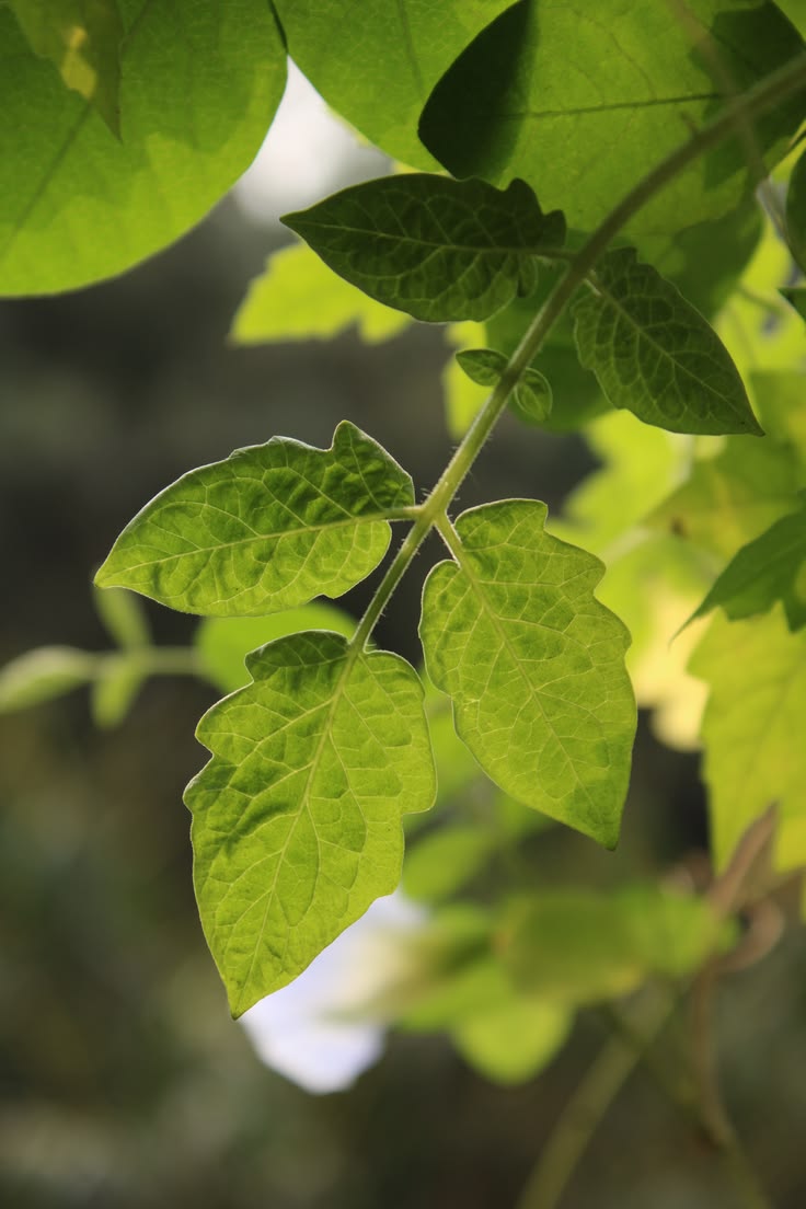Tomato plant leaves close up