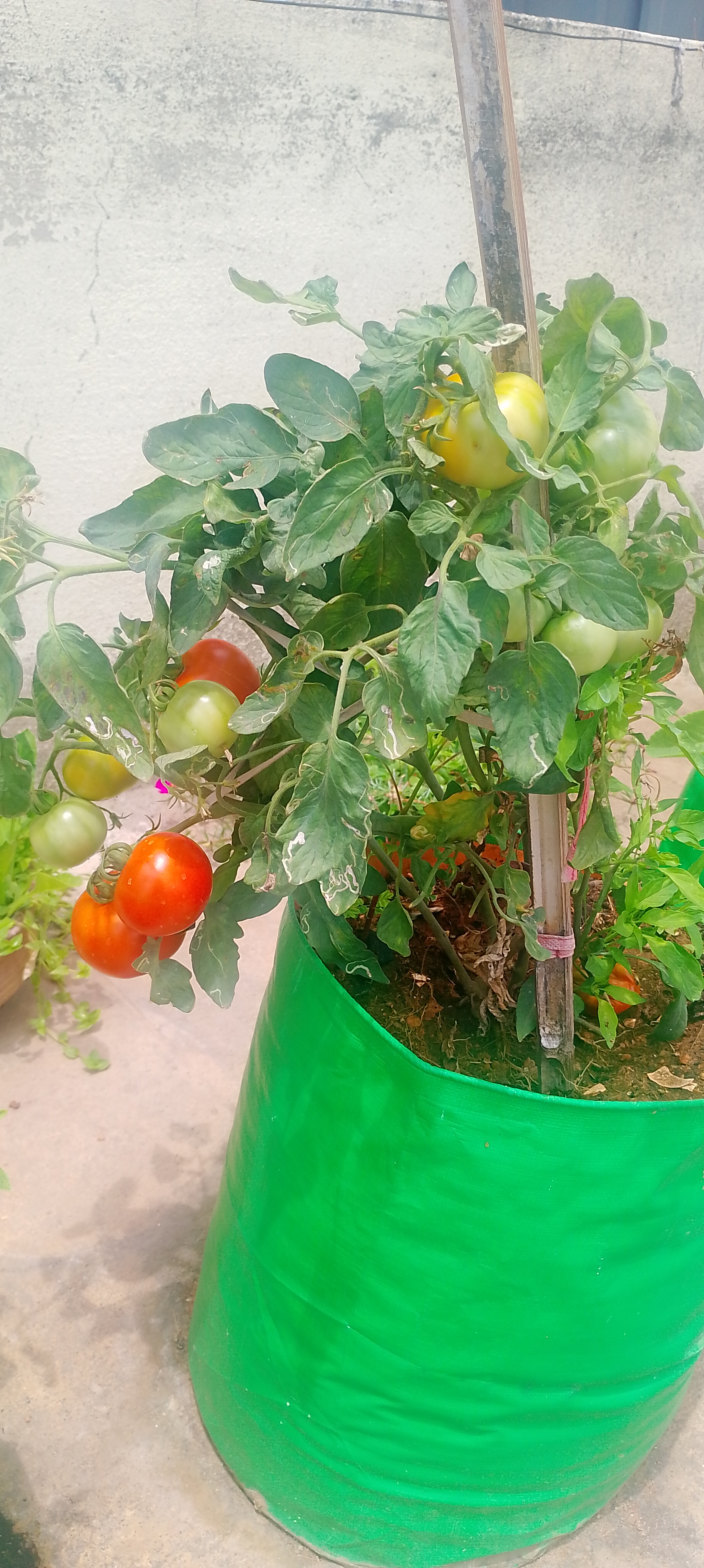 Ripe tomato on a tomato plant in a home garden