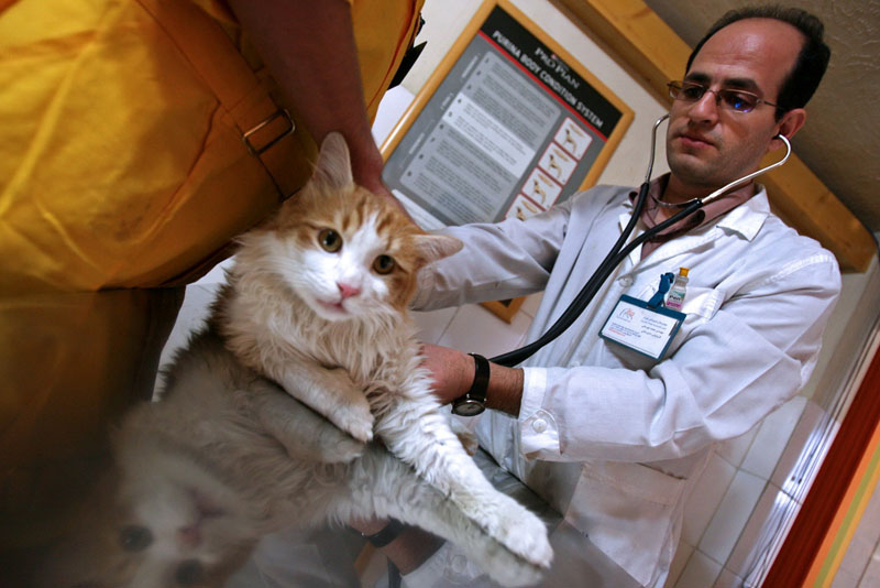 A veterinarian examining a long-haired cat in a clinic