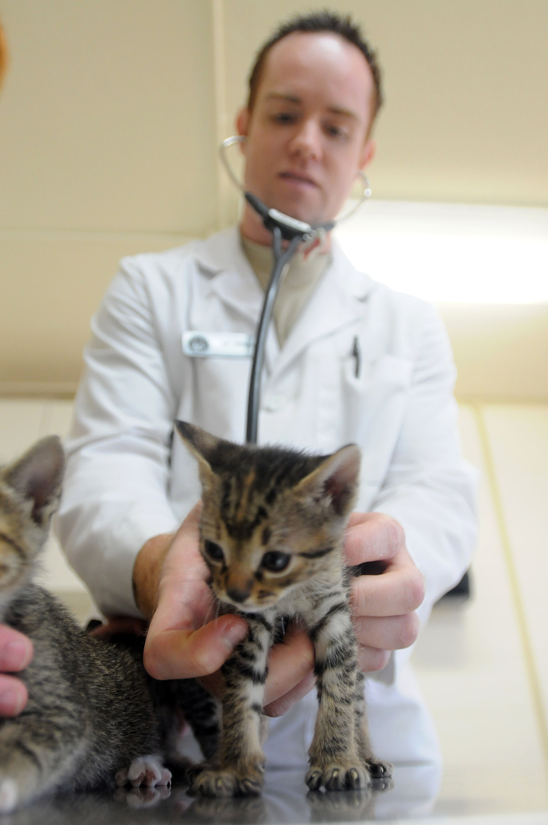 A veterinarian holding a kitten during an examination