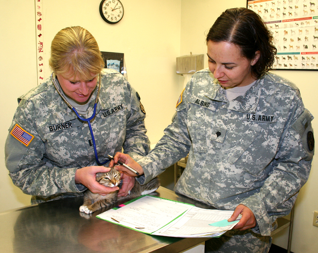 Two veterinary staff members examining a cat on a table