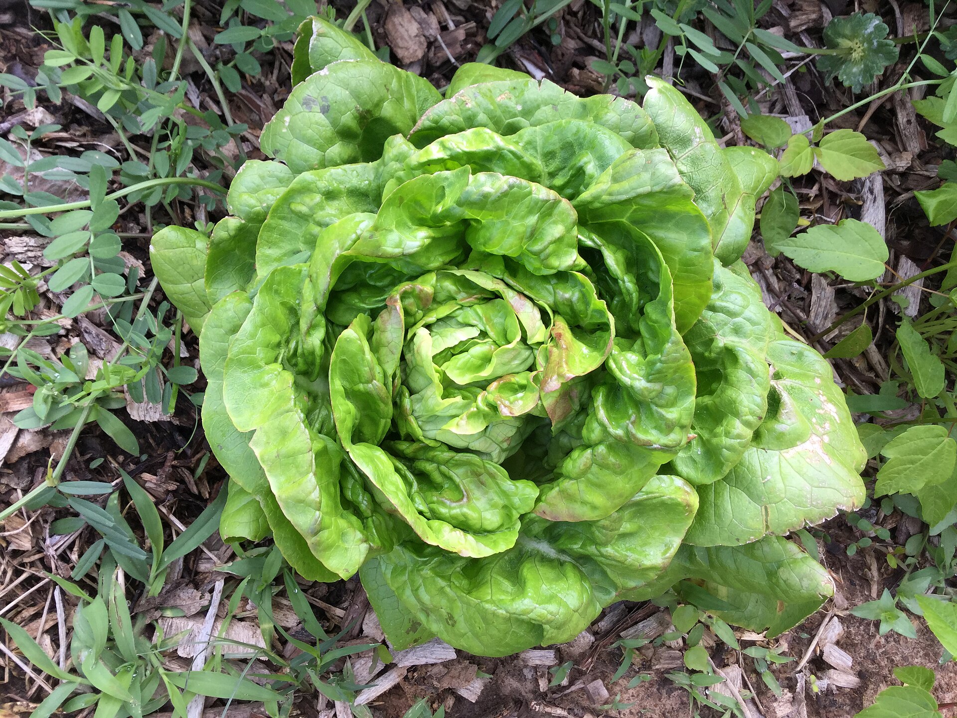 A butterhead lettuce head growing in a mulched bed