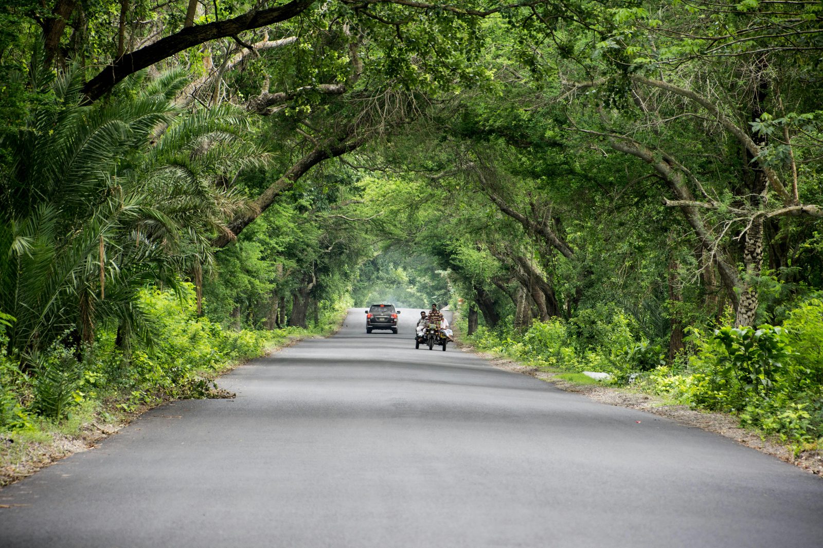 A car driving along a road surrounded by trees