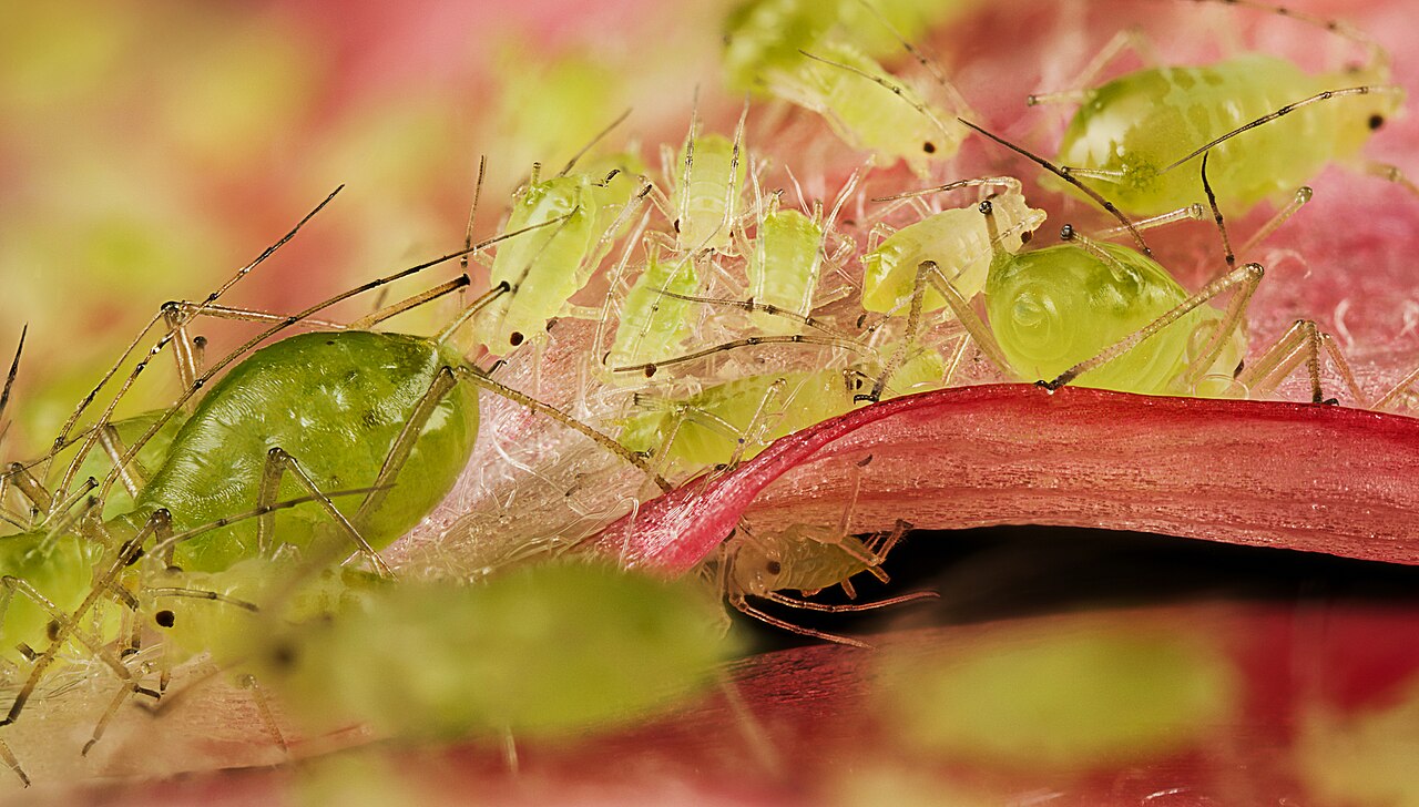 Aphids clustered on flower petals