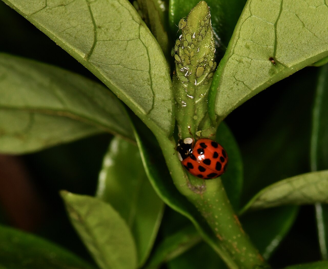 A ladybug feeding on aphids on a leaf