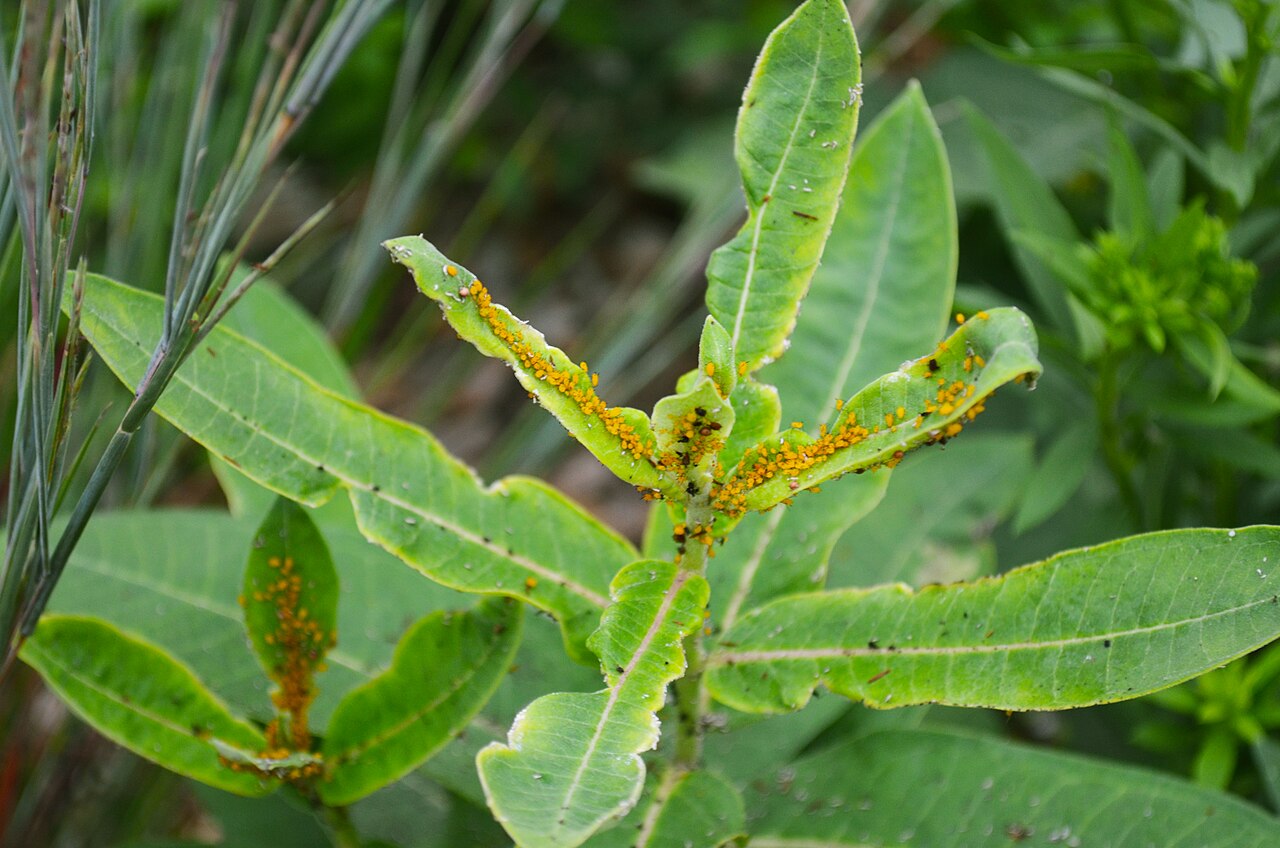 Aphids clustered on milkweed stems