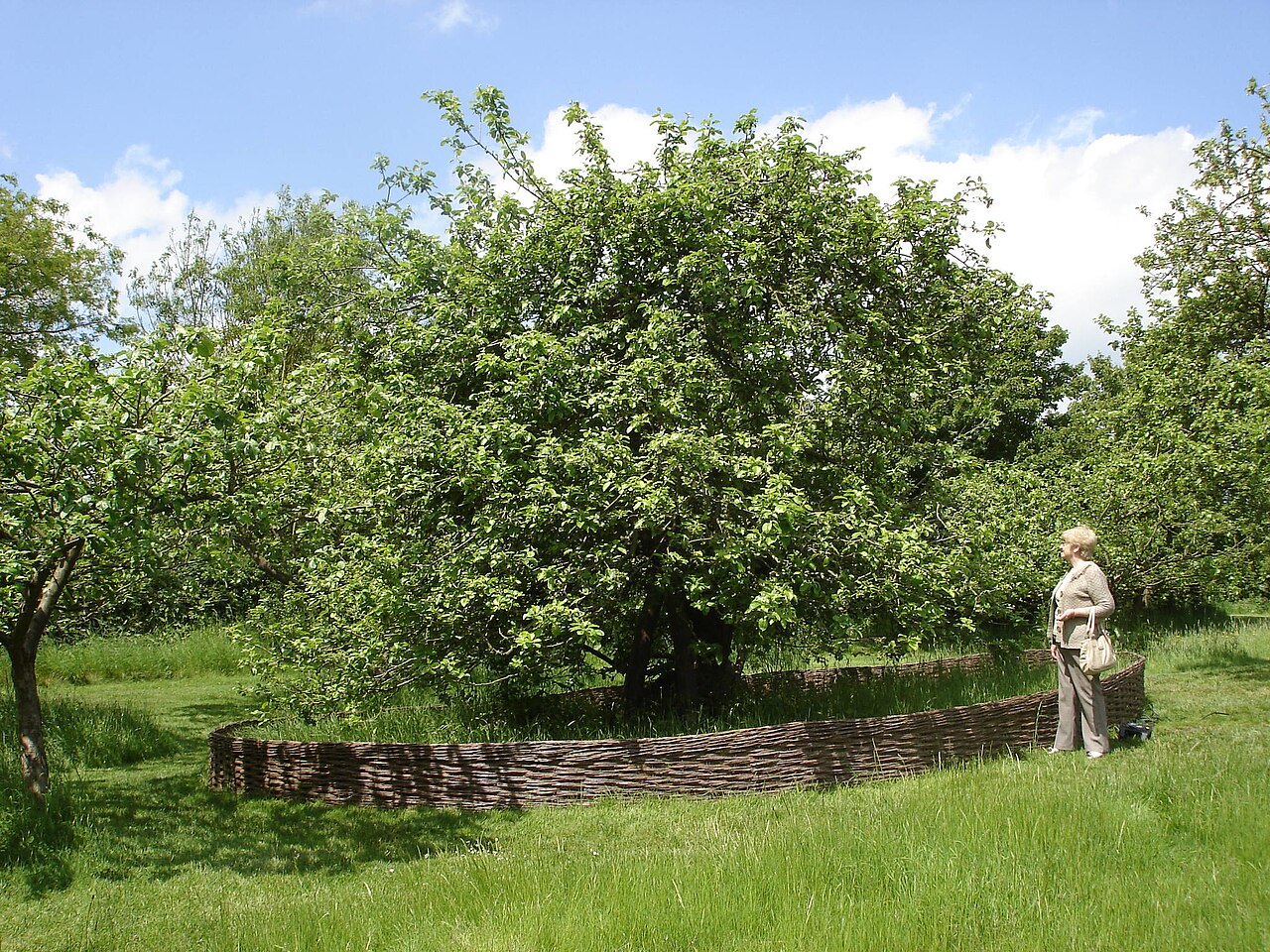 An apple tree at Woolsthorpe Manor in England