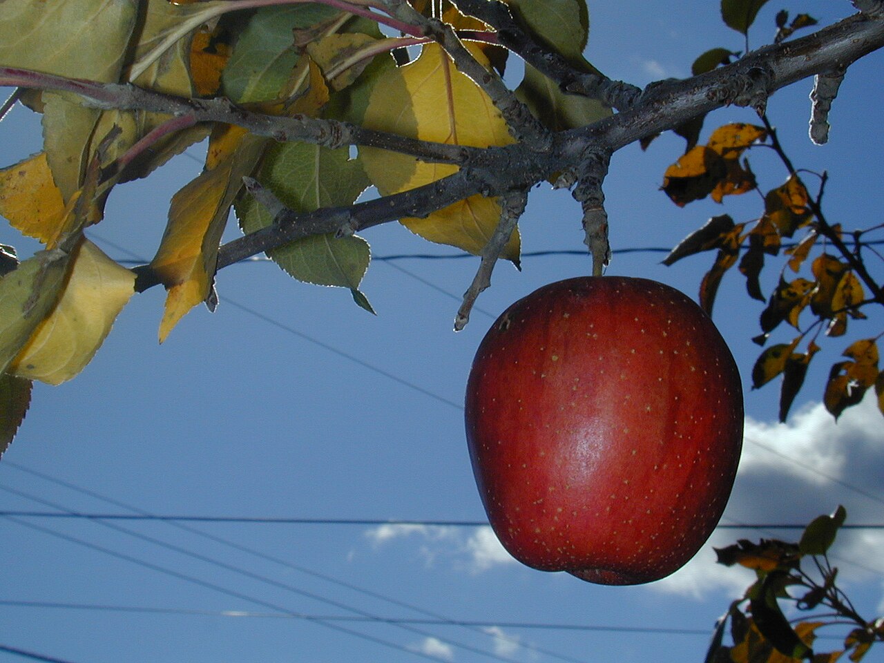 A fallen apple on the ground
