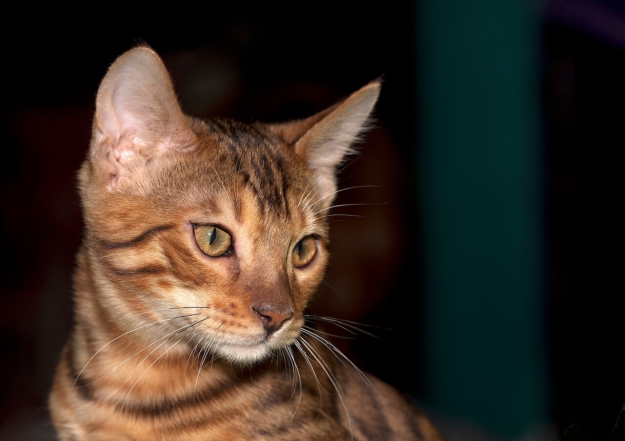 A young Bengal kitten resting