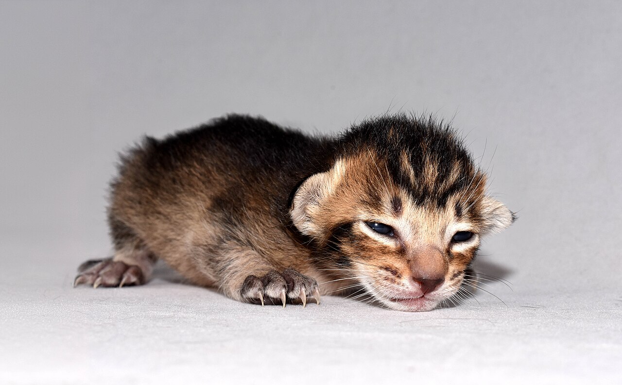 A six-week-old kitten from a cattery