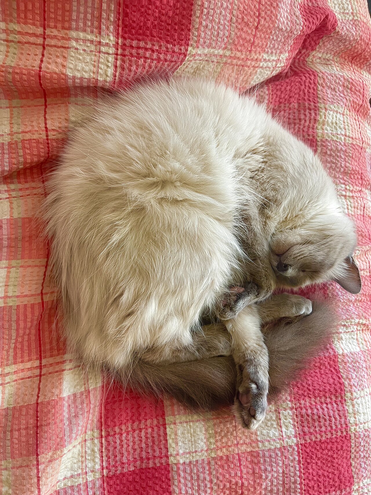 A cat sleeps in a quiet spot