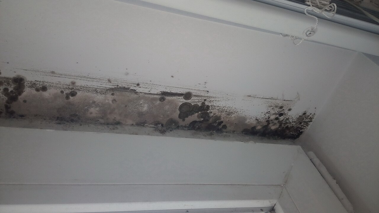 Indoor mold growth on a wall surface